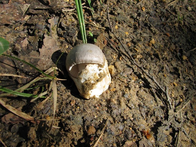 Amanita Mairei